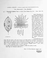 Ramularia alaterni image